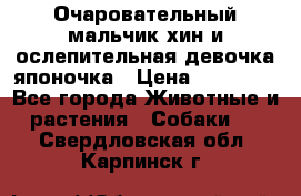 Очаровательный мальчик хин и ослепительная девочка японочка › Цена ­ 16 000 - Все города Животные и растения » Собаки   . Свердловская обл.,Карпинск г.